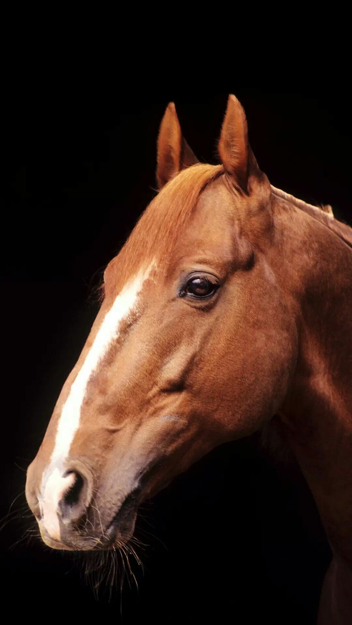 horse
