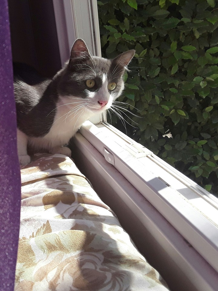 cat
