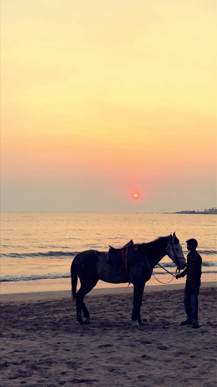 Horse