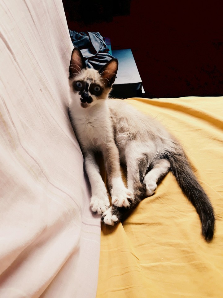 Gothic cat. Zoboo