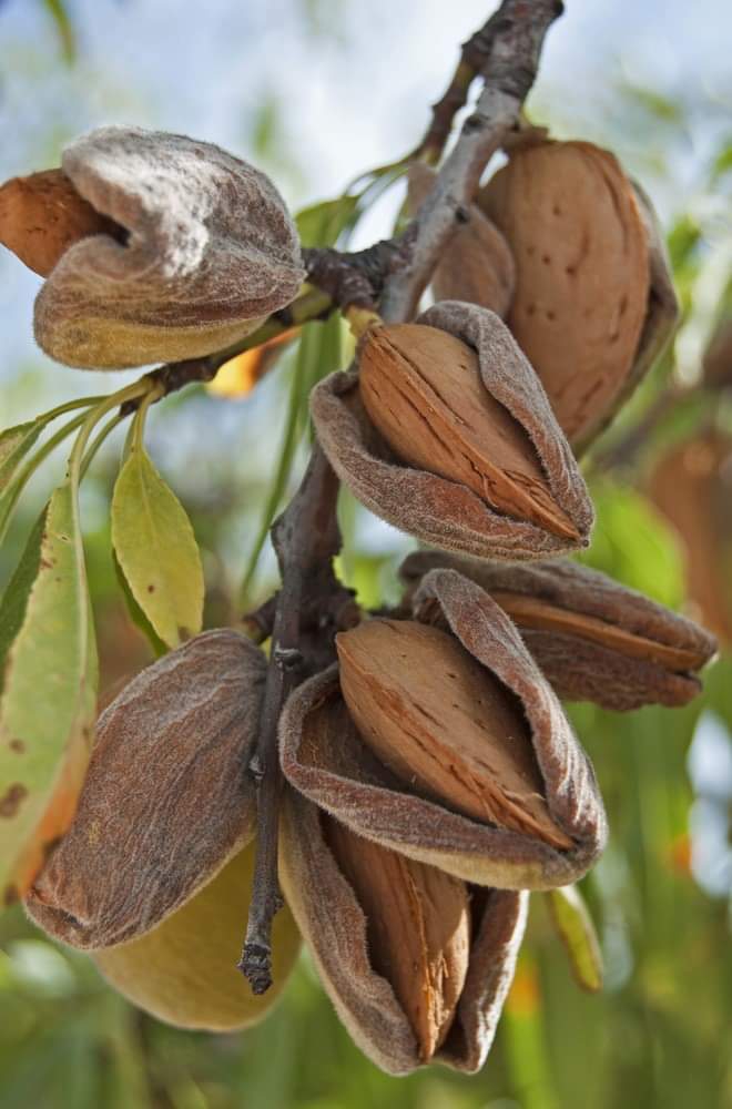 Almond