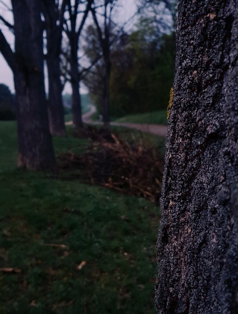 forest