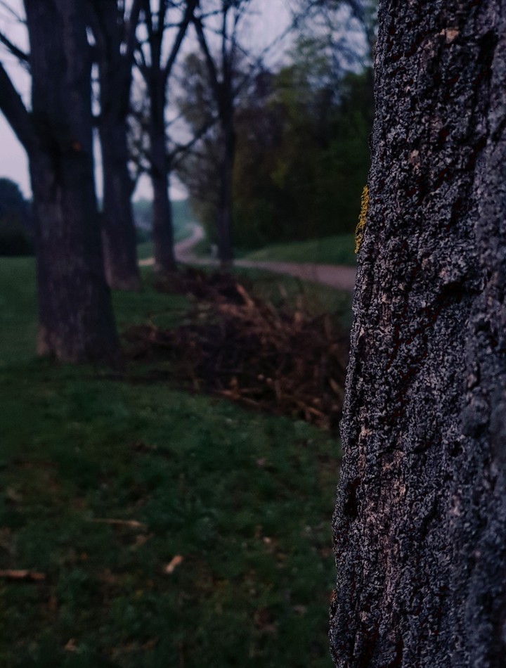 forest