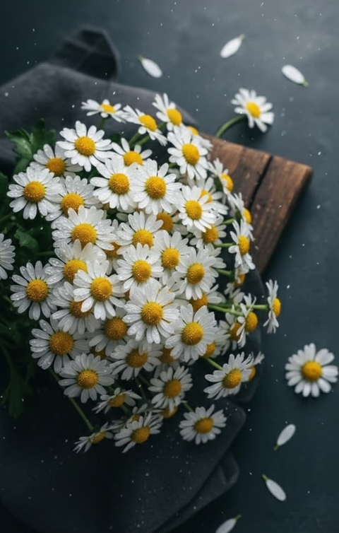 chamomile, petal wallpapers