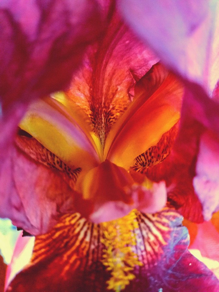 Inside a flower