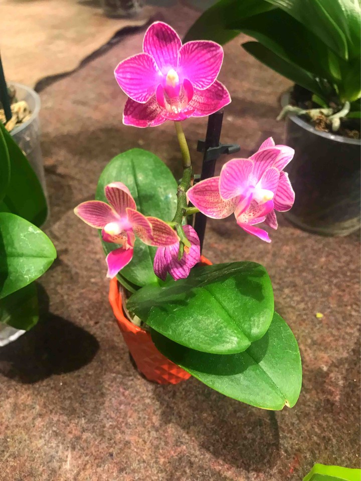 #orquídea