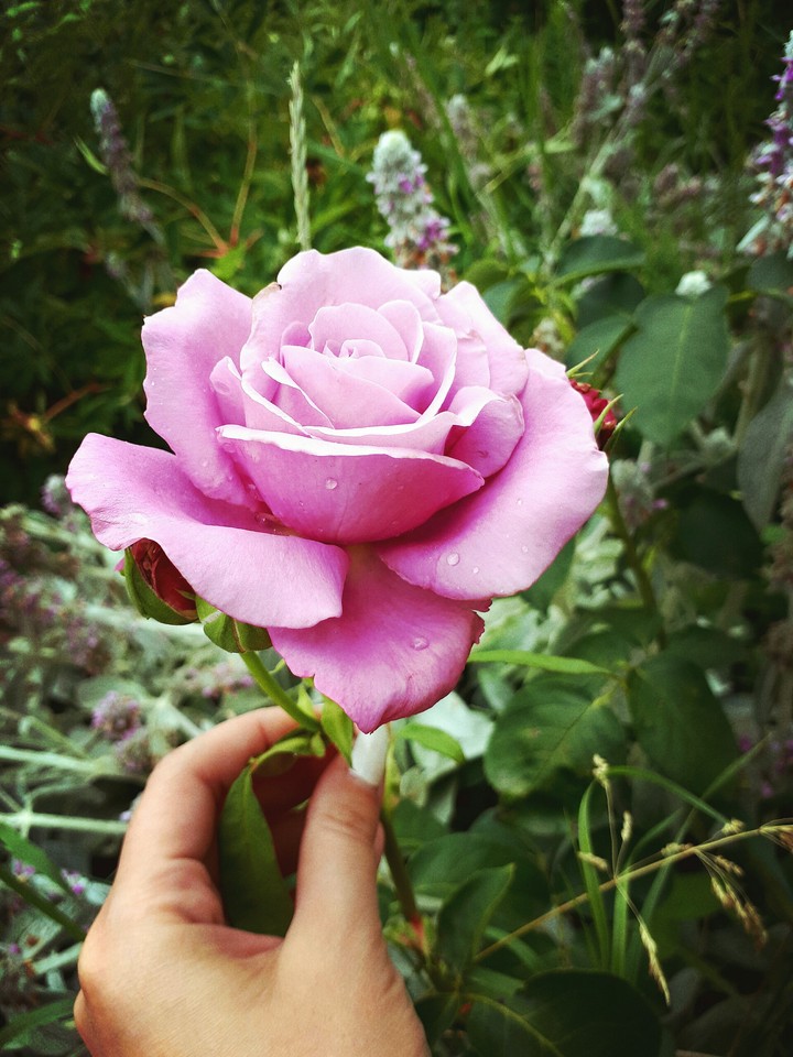 beauty