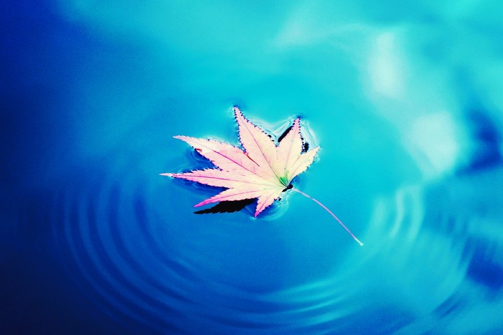 leaf
