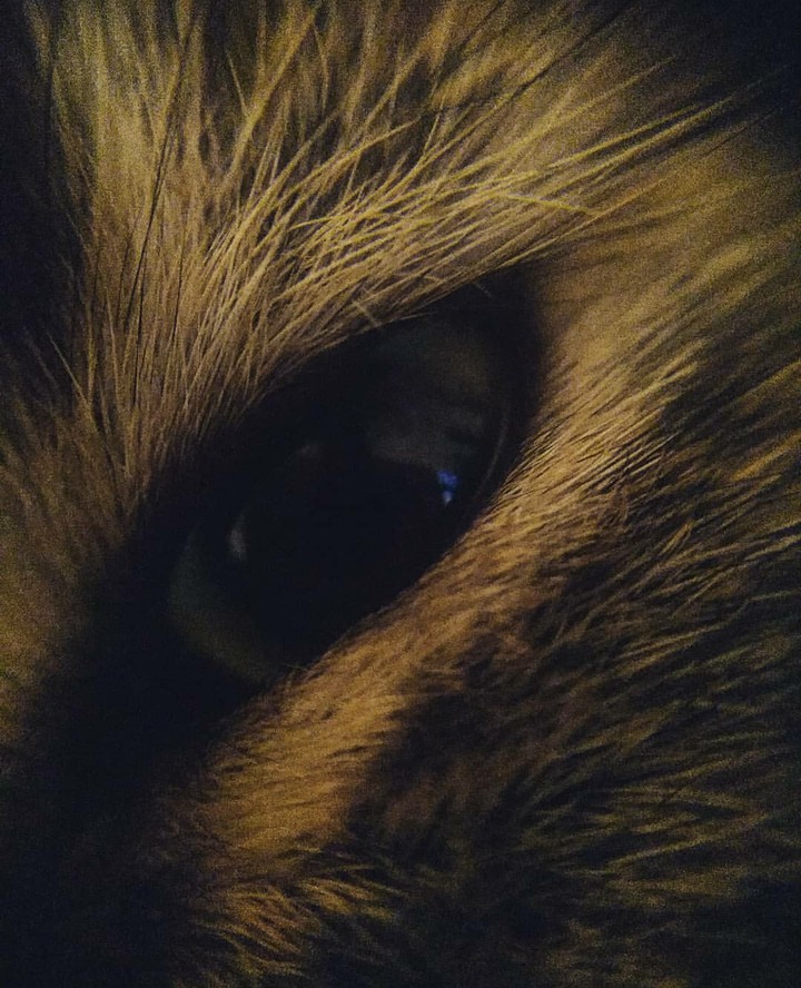Кошачий глаз