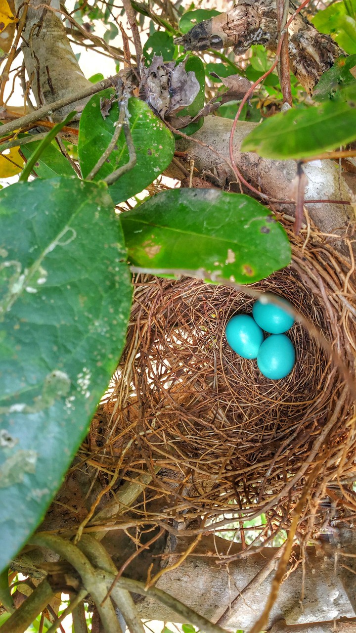 nest