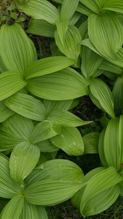 тапети leaf, plant
