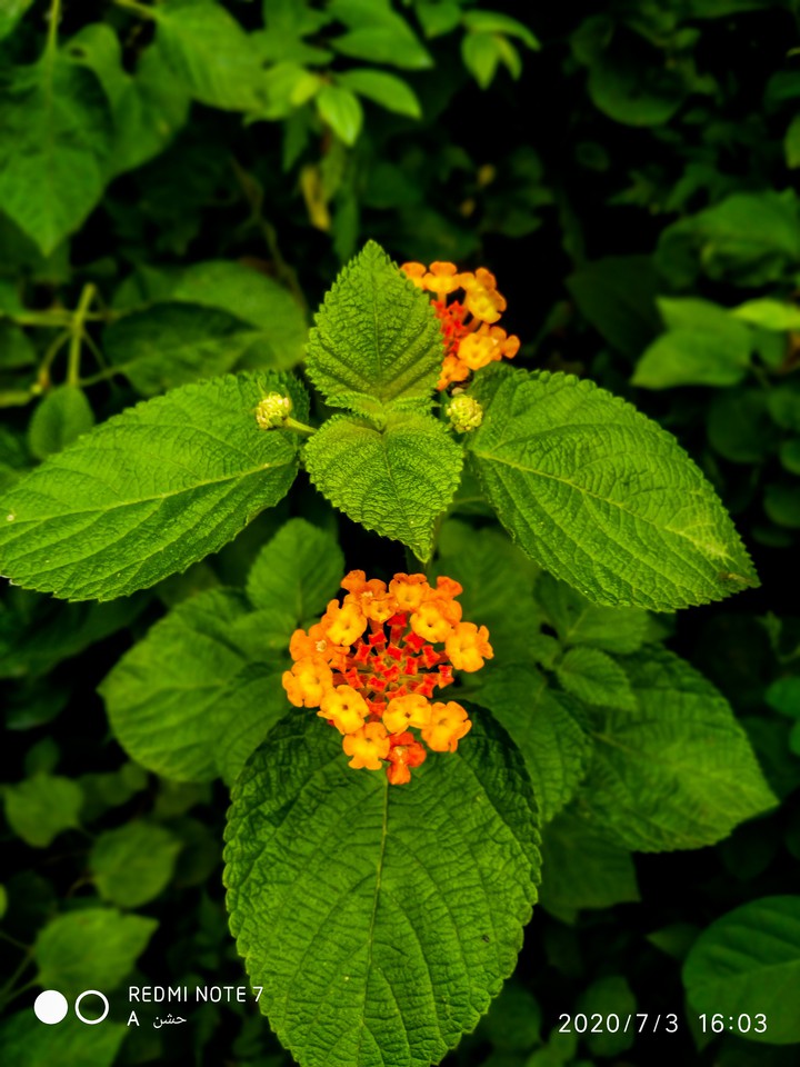 flowers?????