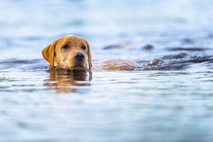swimmer dog