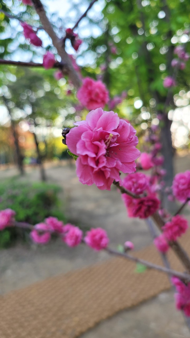 flower