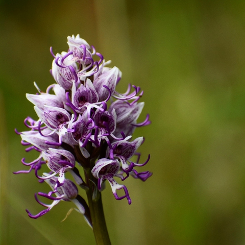 flower, orchids wallpapers