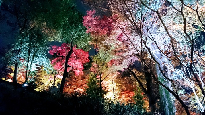autumn leaves