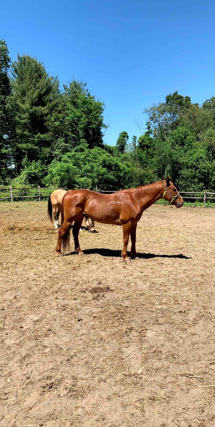 Horses