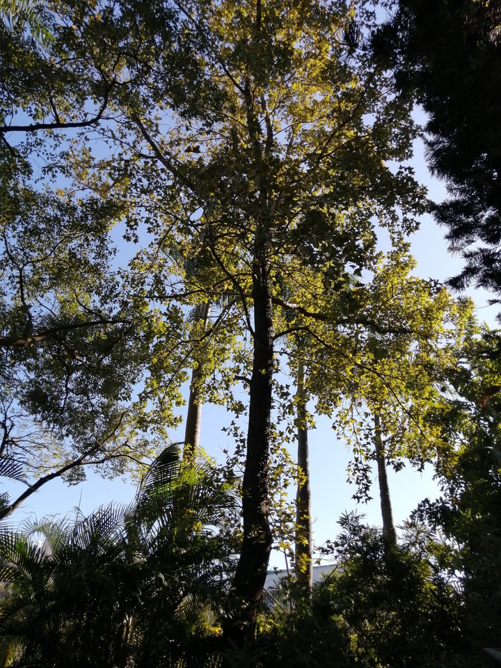 tree
