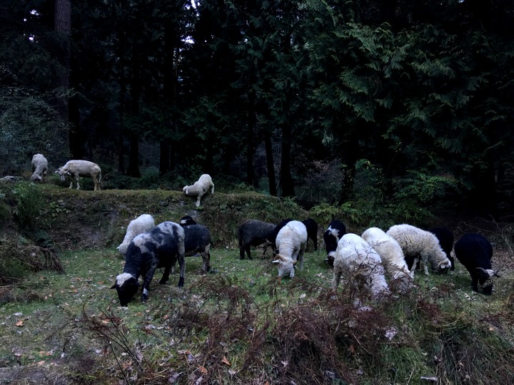 Woods and sheep.