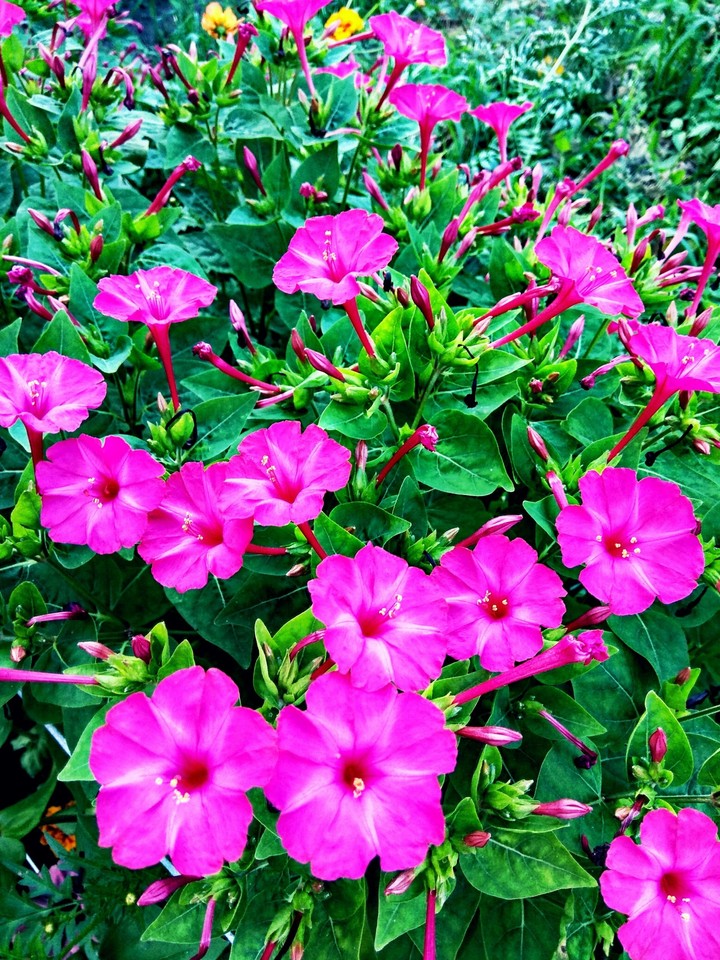 Mirabilis