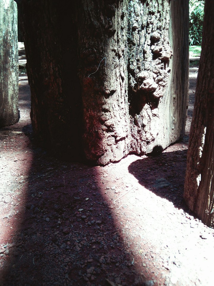 bosque