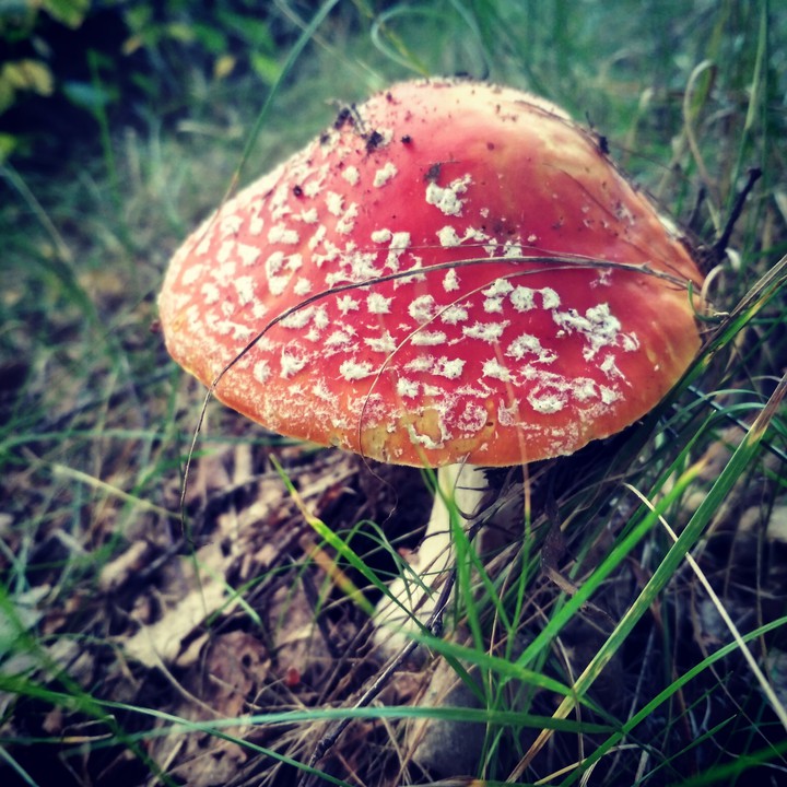 mushroom