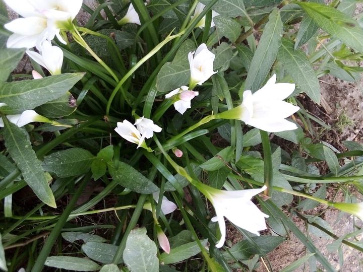 Flores