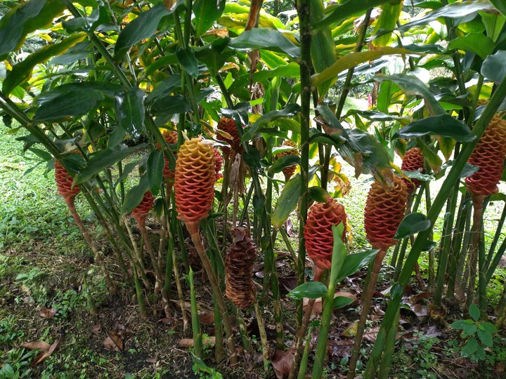 maracas
