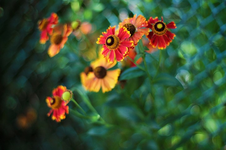 flowers