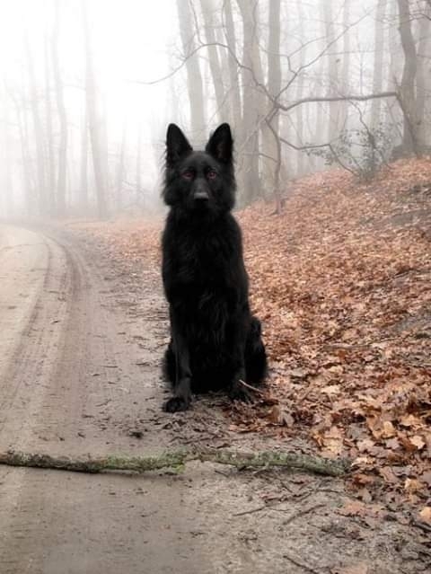 blacky