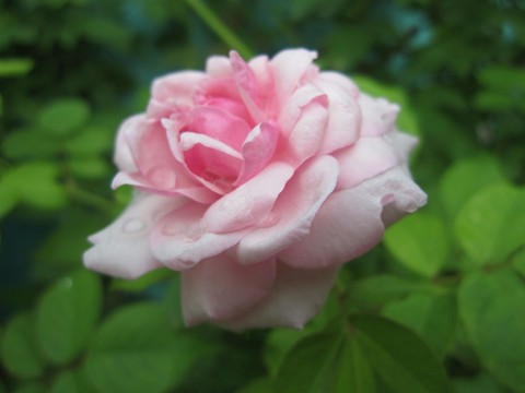 Pink Rose