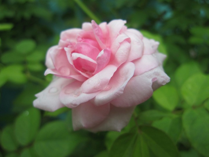 Pink Rose