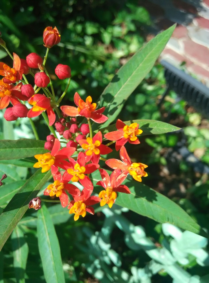 orange and red buds