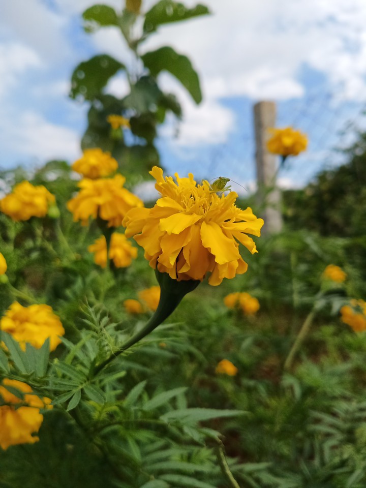 My Farm