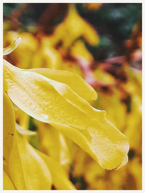 papéis de parede tree, flower