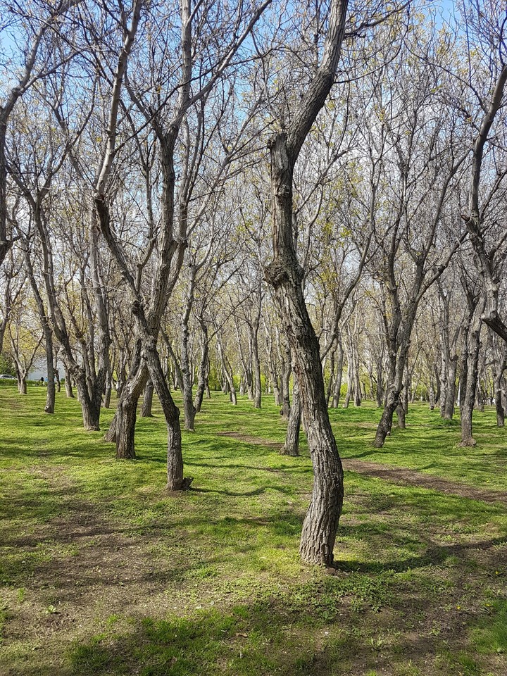 весна