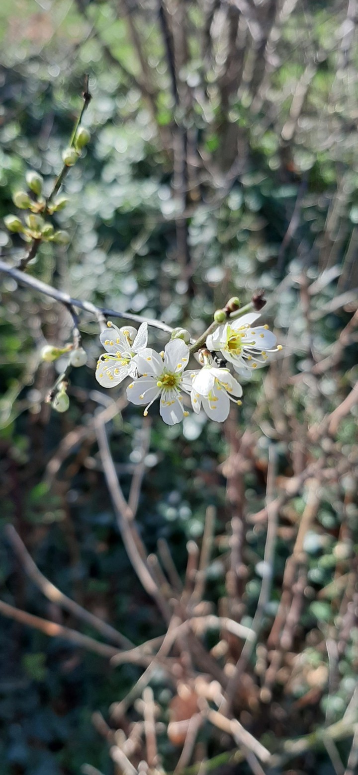 spring is coming