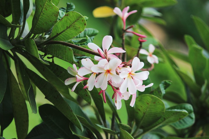 spring flowers
