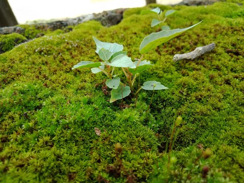 Nature