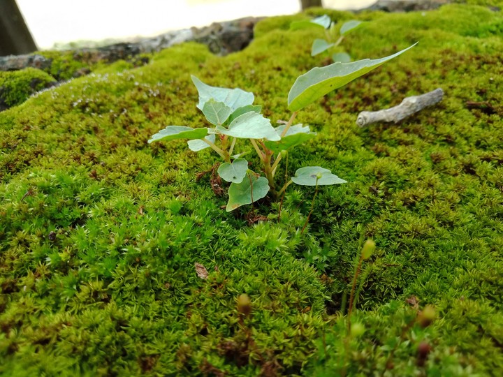 Nature
