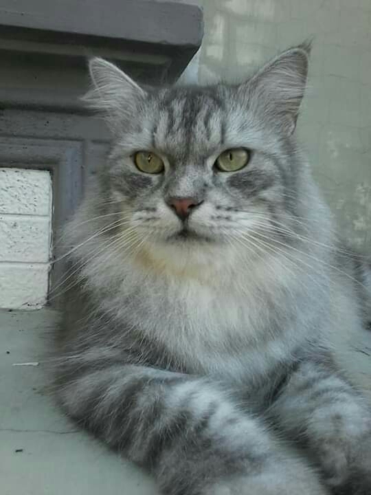 macan putih