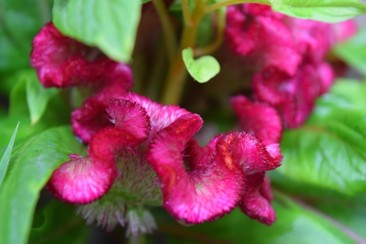 Passionate Spring.