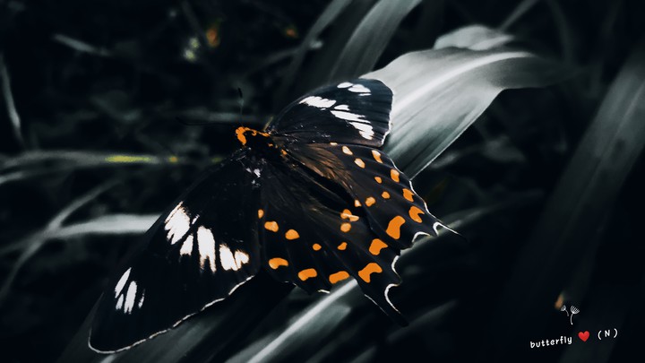 butterfly