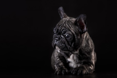 dog, bulldog háttérképek