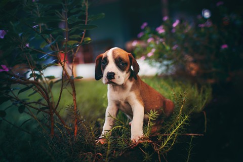 vertebrate, canidae Hintergrundbilder
