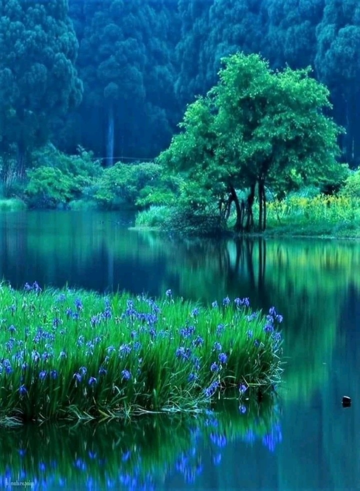 nature