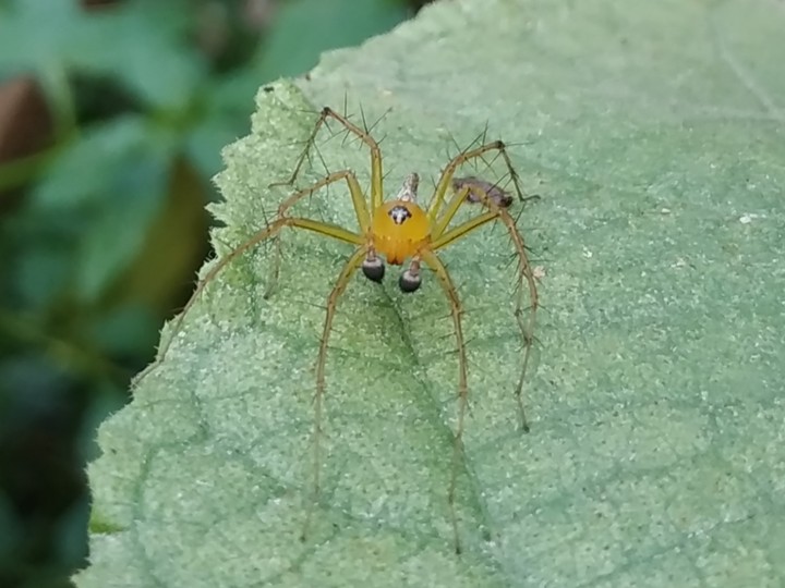 Spider