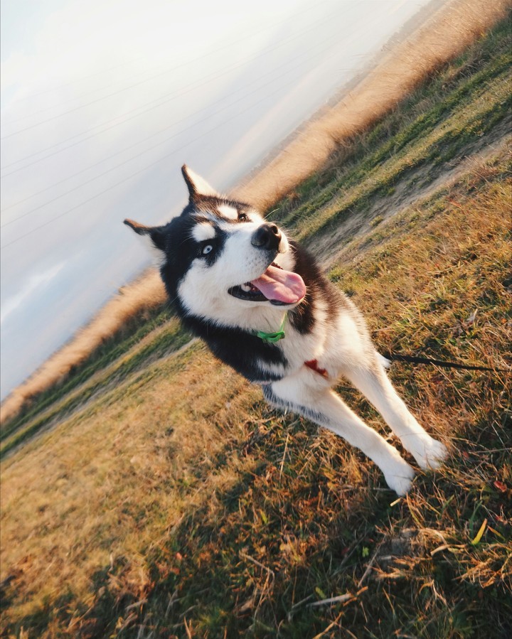 Dog. Q