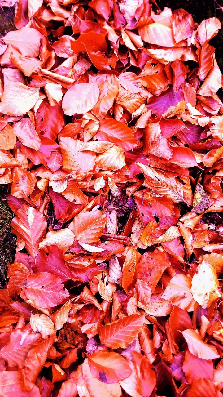 colors of autumn