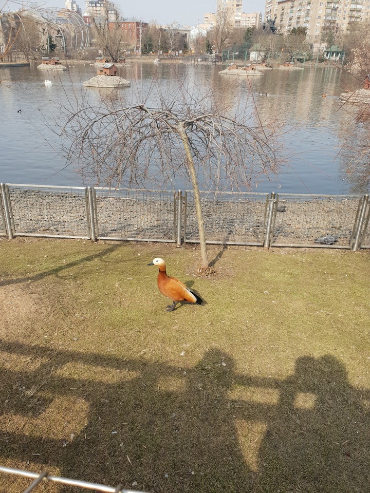 уточка